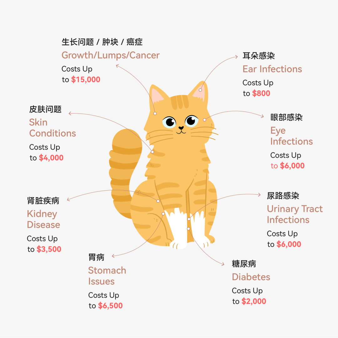 猫.png