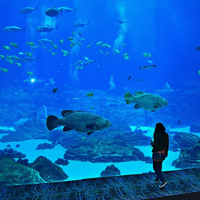 亚特兰大乔治亚水族馆.jpg